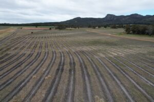 Drone photo of planting lines with mountain range in the background
