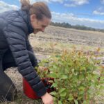 Lady filling up a bucket with seedlings from a tray on the ground