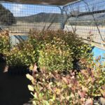 Trailer full of seedling trays