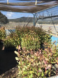 Trailer full of seedling trays