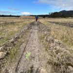 Seedling planted in a row with a person walking away in the background