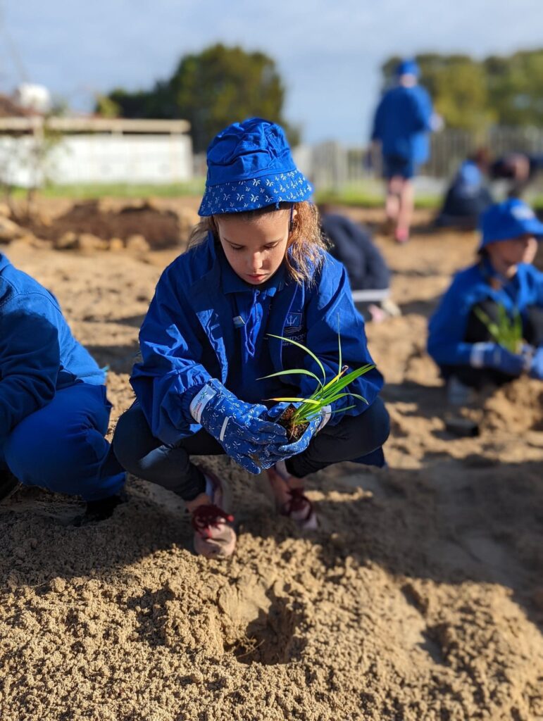 297485461_3223704991204766_9045743398450576447_n School kid planting a seedling