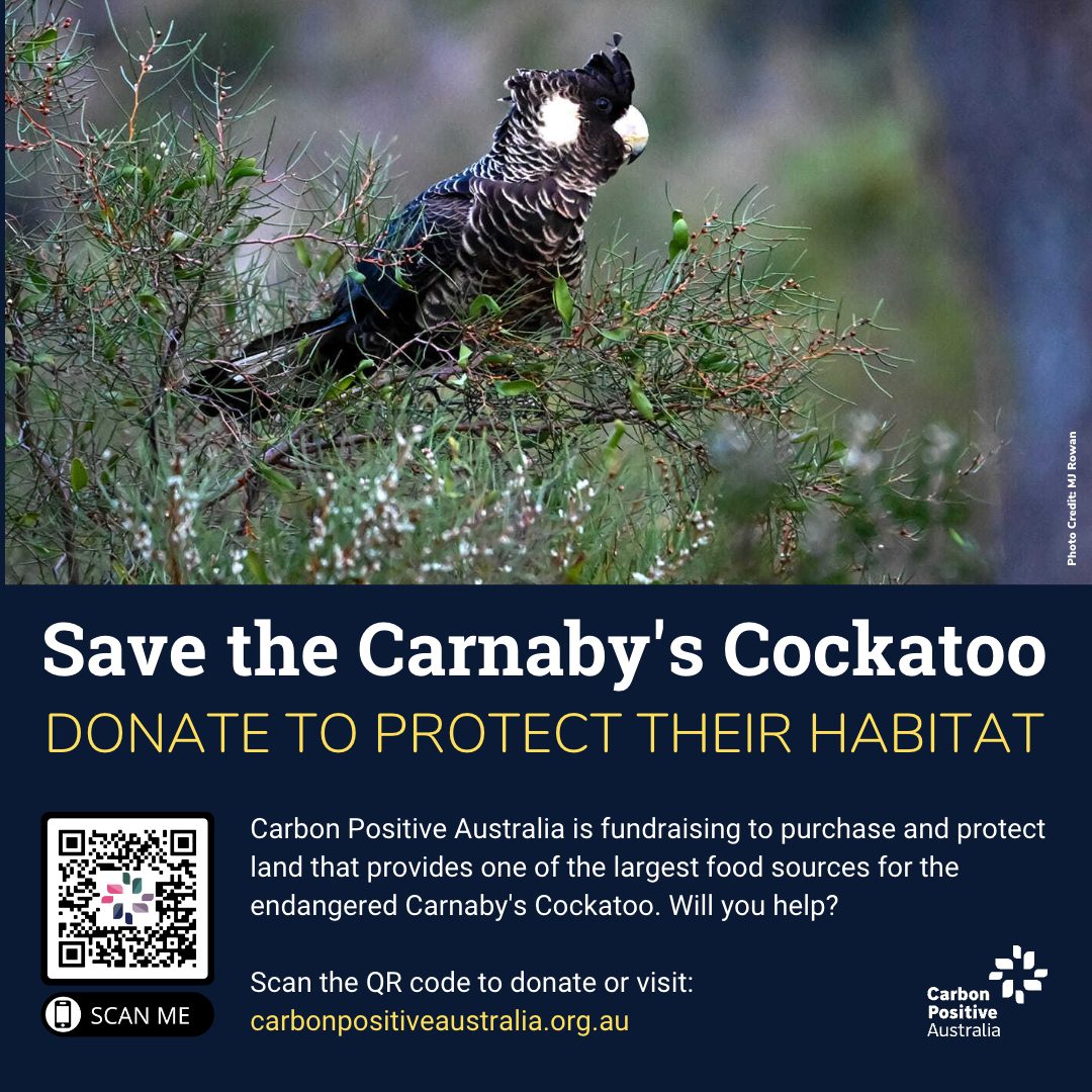 Save the Carnaby's black cockatoo by donating to protect their habitat