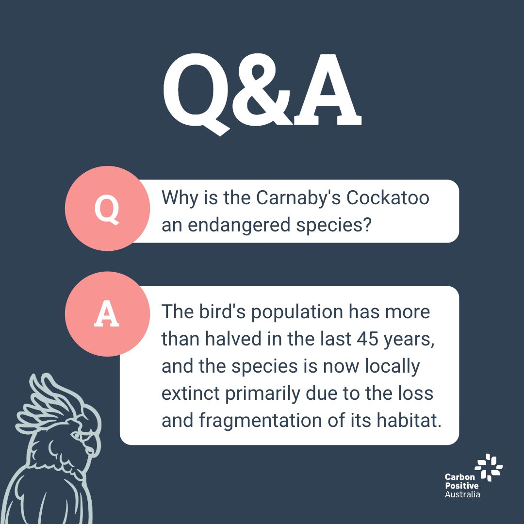 Q&A: Why is the Carnaby's black cockatoo an endangered species? The population has halved due to loss and fragmentation of its habitat.