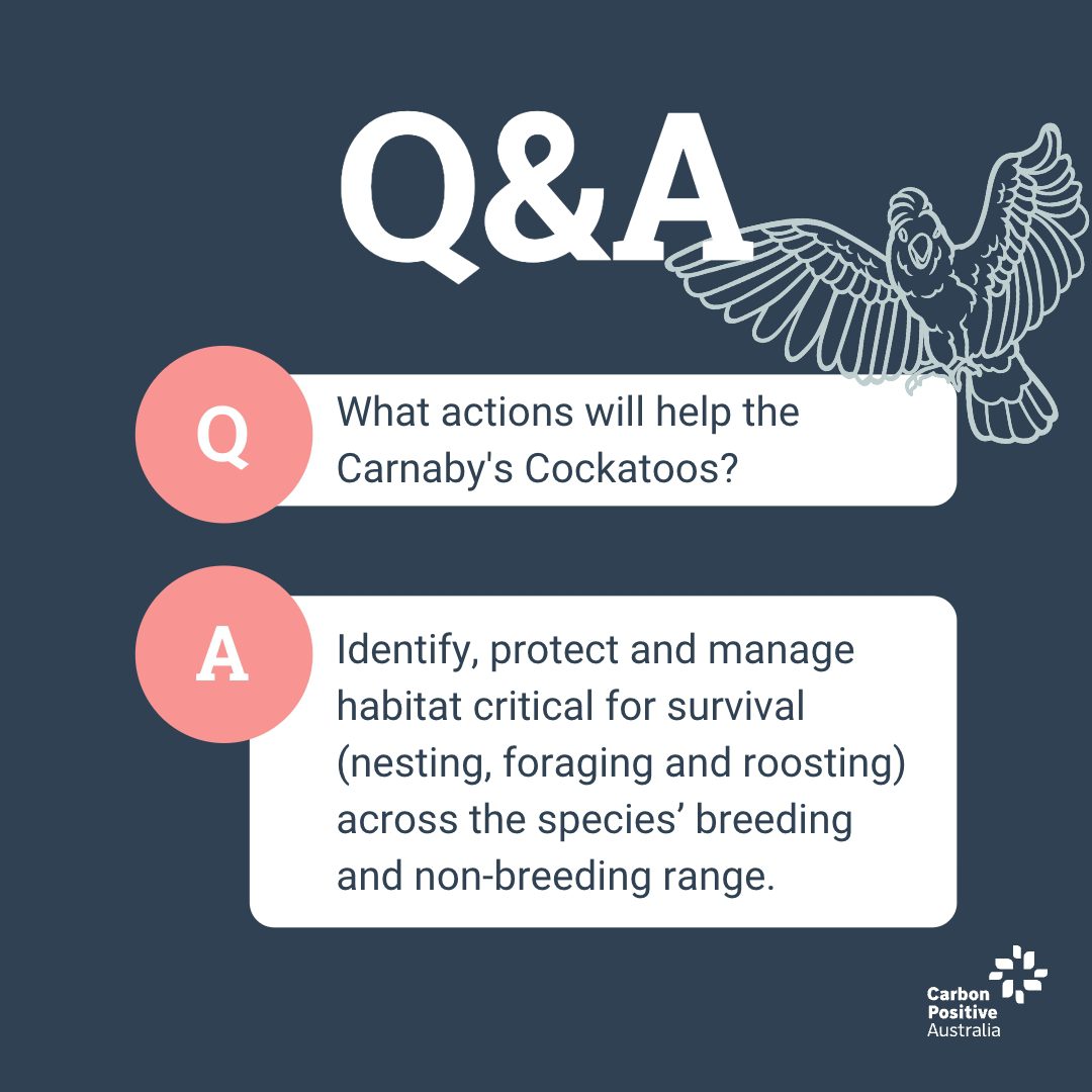 Q&A: What actions will help the Carnaby's Black Cockatoos? Identify, protect and manage habitat critical for survival (nesting, foraging and roosting) across the species' breeding and non-breeding range.