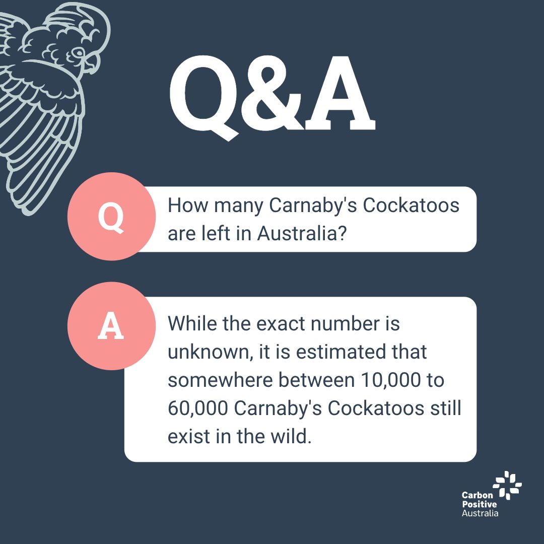 Q&A: How many Carnaby's Cockatoos are left in Australia? It is estimated somewhere between 10,000 to 60,000 still exist in the wild.