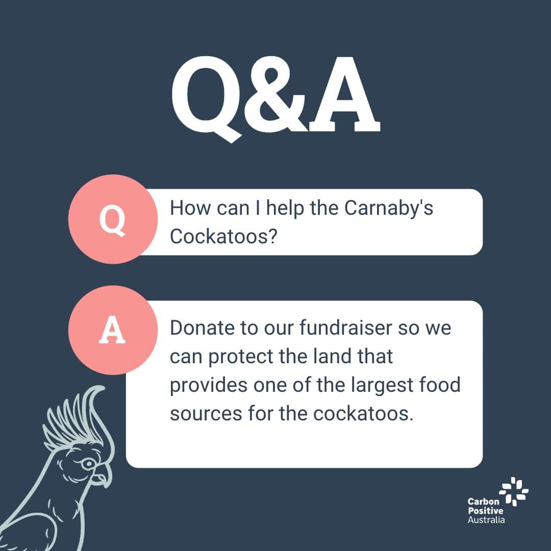 Q&A: How can I help the Carnaby's black cockatoo? Donate to our fundraiser so we can protect the land that provides one of the largest food sources for the cockatoos.
