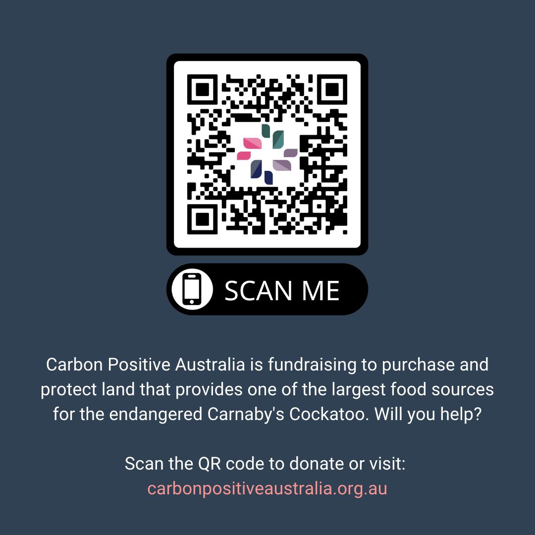 Carbon Positive Australia is fundraising to purchase and protect land used by the Carnaby's black cockatoos