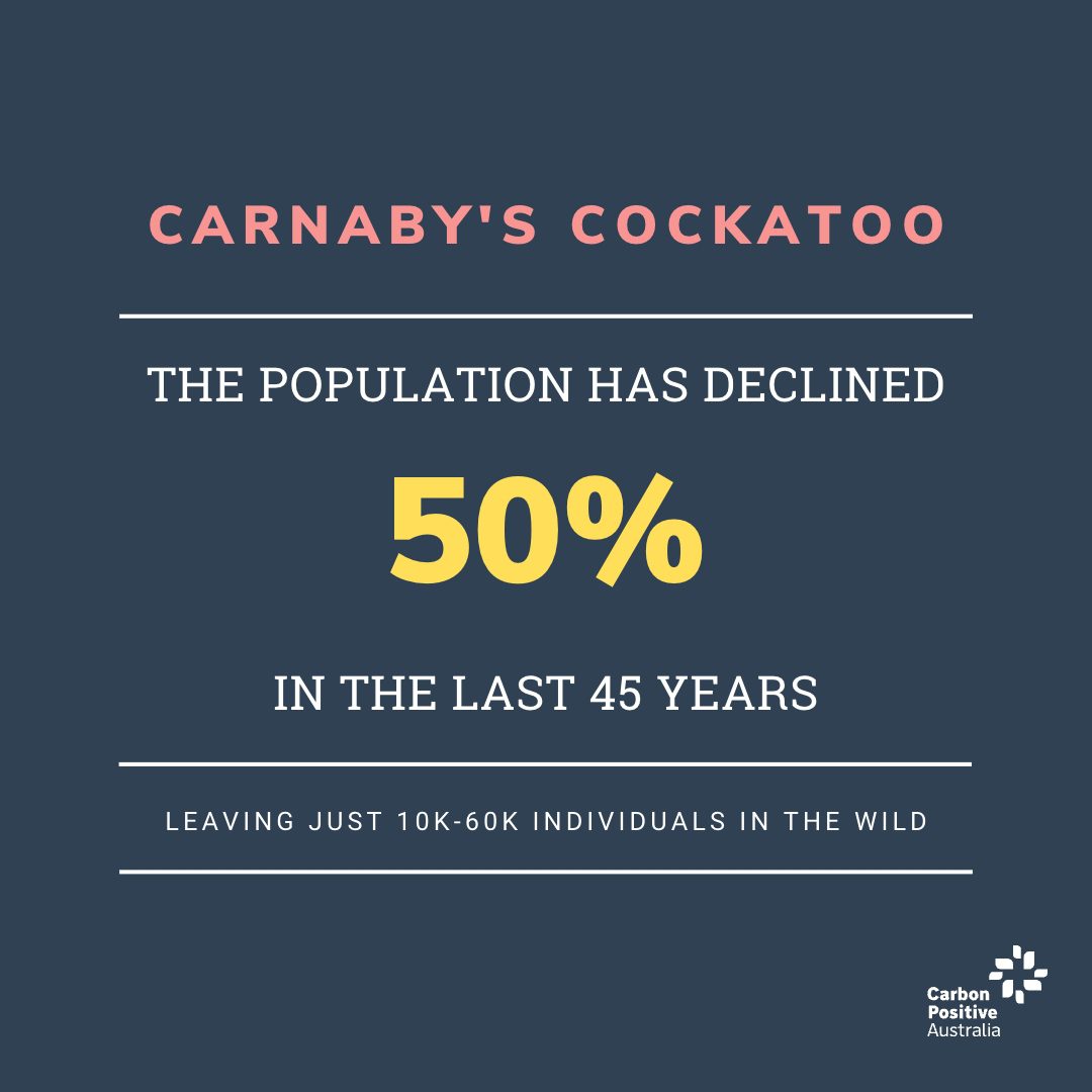 Infographic - Carnaby's black cockatoo population has declined 50% in the last 45 years.