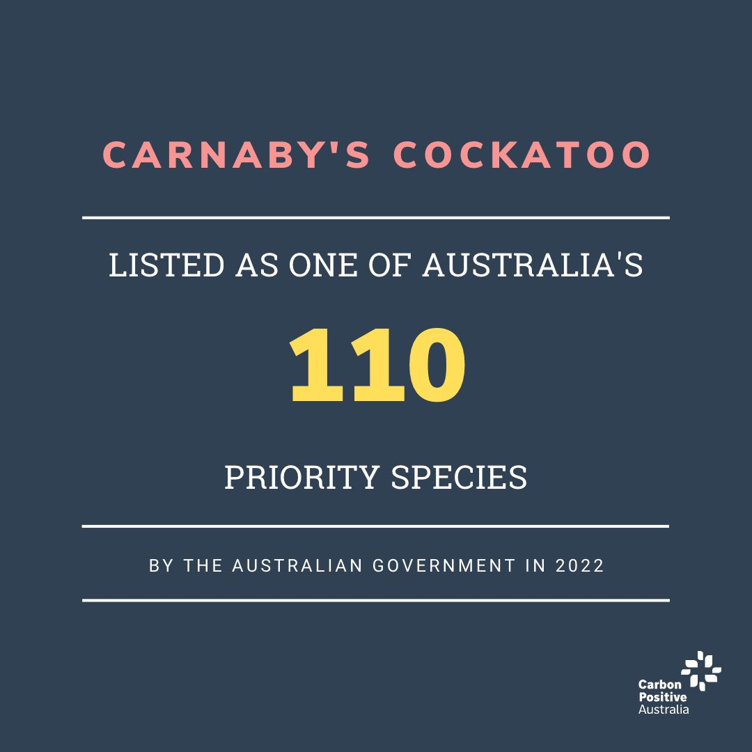 Infographic: Carnaby's Black Cockatoos are listed as one of Australia's 110 priority species by the Australian Government in 2022