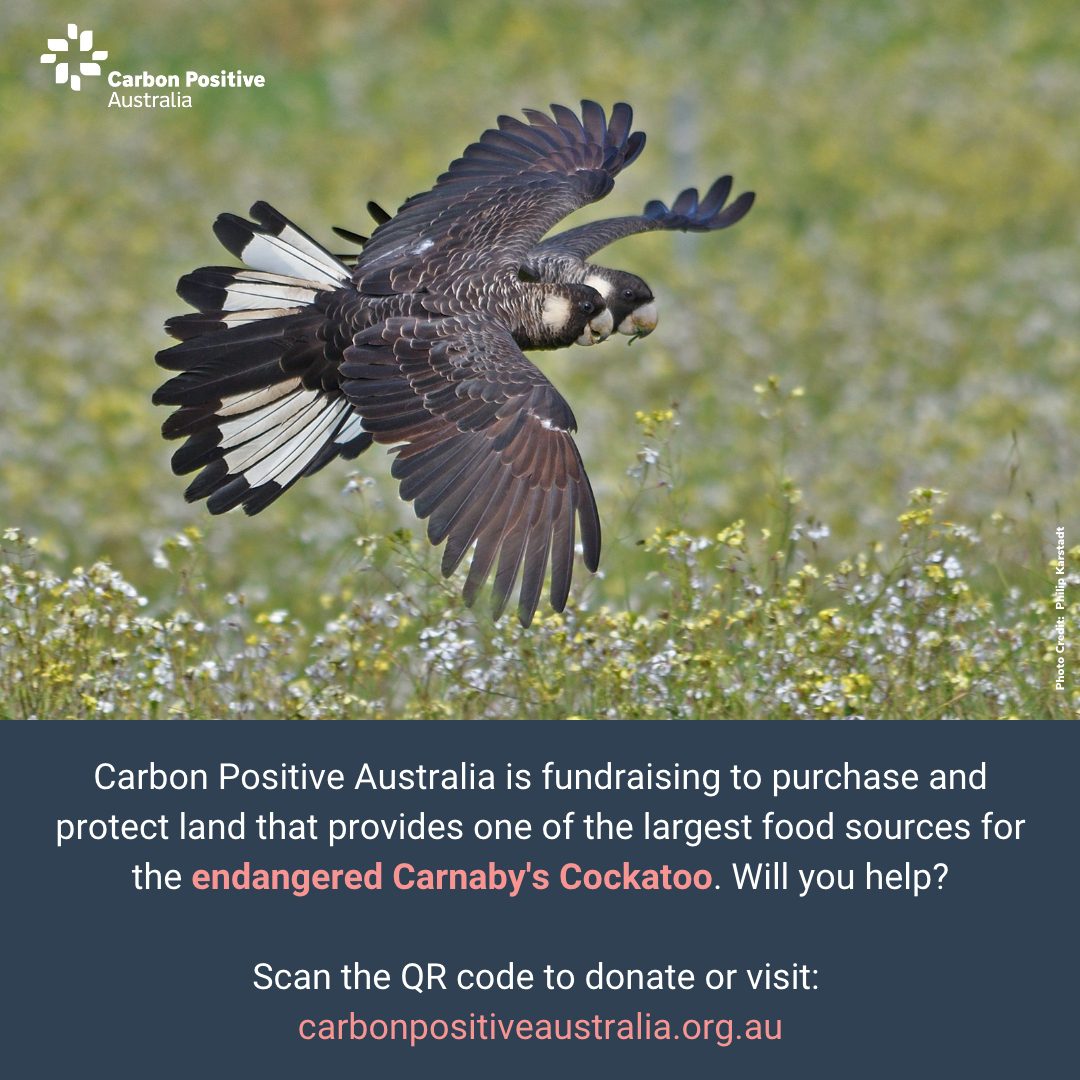 Carbon Positive Australia is fundraising to protect the endangered Carnaby's Black Cockatoos
