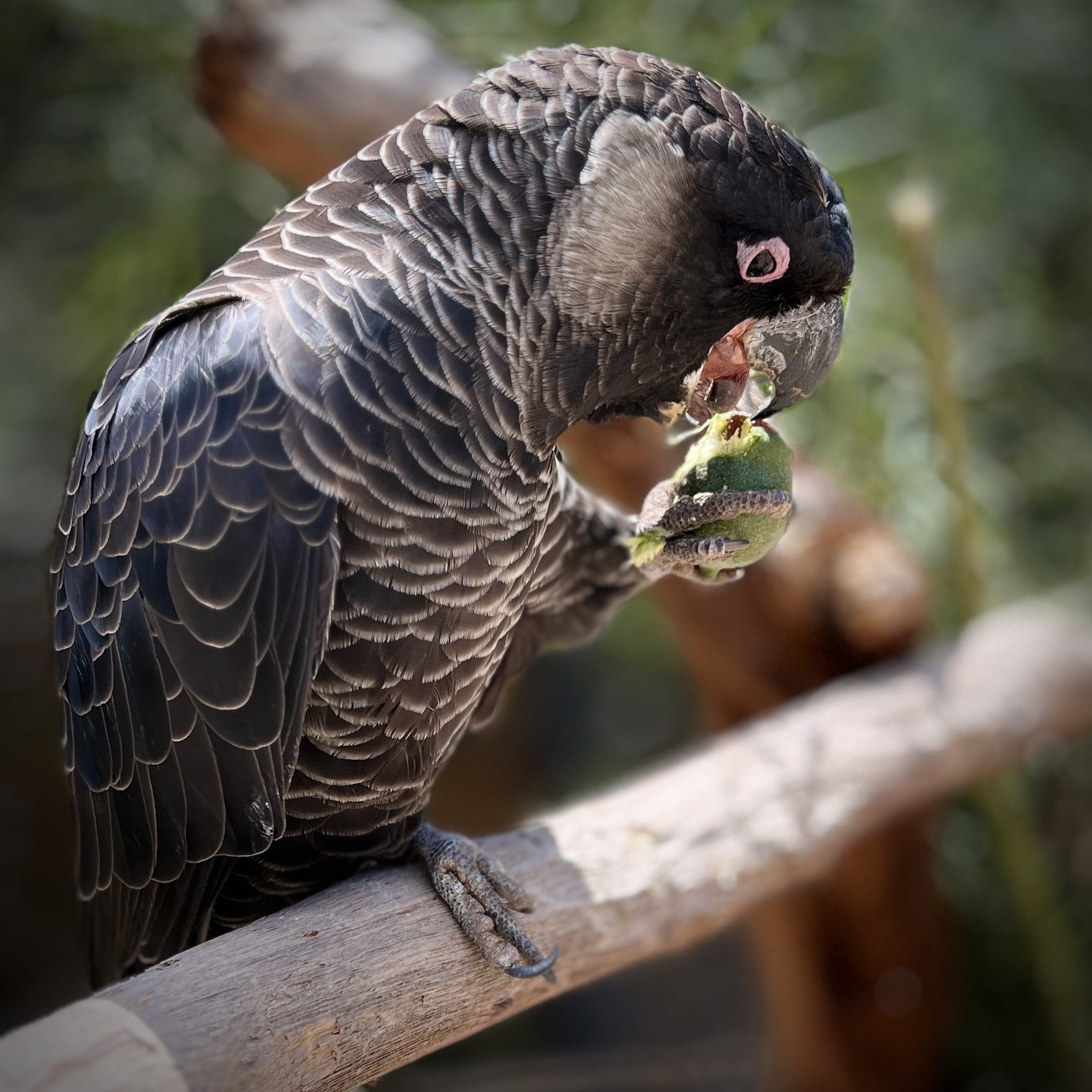 Carnaby's black cockatoo eats a marri nut at Kaarakin Conservation Centre