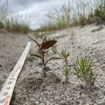 Measuring tape next to small seedlings