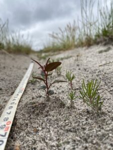 Measuring tape next to small seedlings