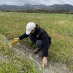 Person crouching across planting row in a paddock