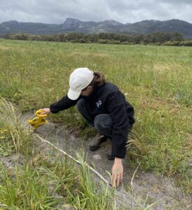 Person crouching across planting row in a paddock