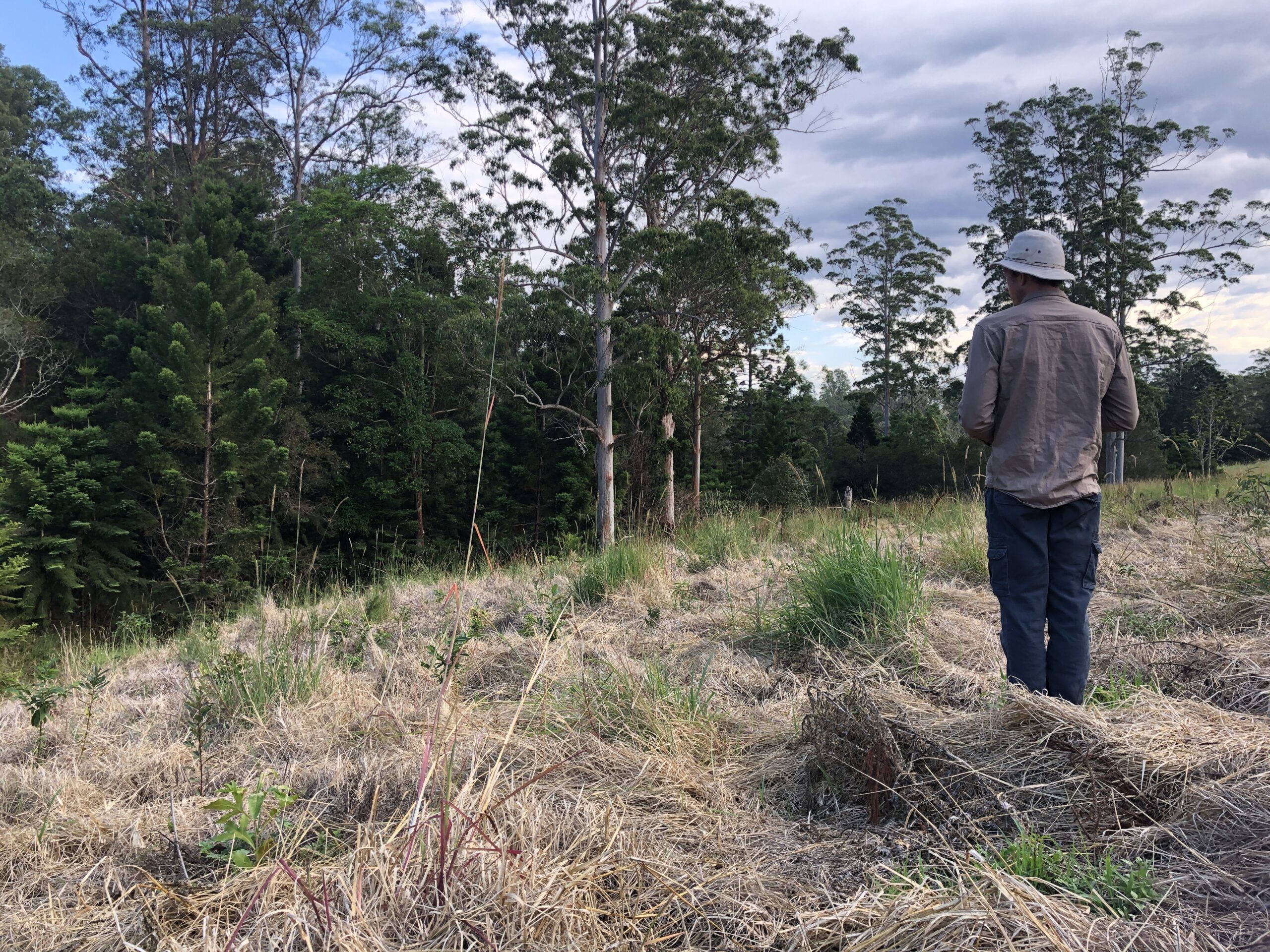 Man standing in grassy paddock overlooking trees