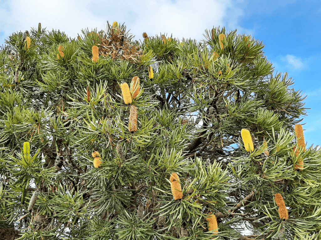 Candlestick banksia in Western Australia photographed by Terry Dunham