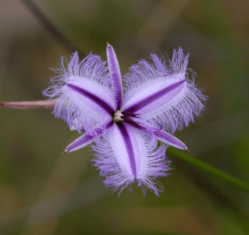 Fringe Lily Western Australia