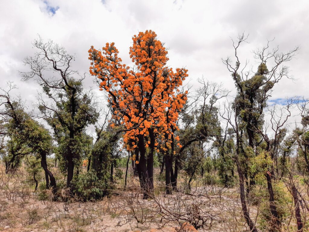 Western Australian Christmas Tree - Nuytsia floribunda