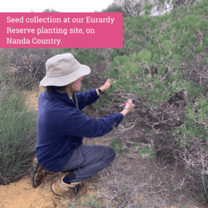 Seed Collection at Eurardy, WA