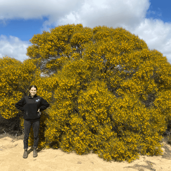 Team member Ebony stands next to a growing Golden Wattle on a planting site.