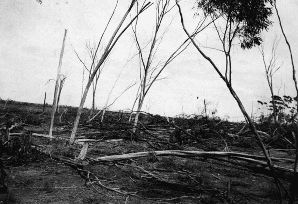 Felled Trees in the Western Australia Wheatbelt