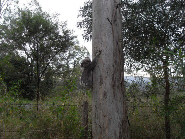 A koala spotted near the front gate of the property.