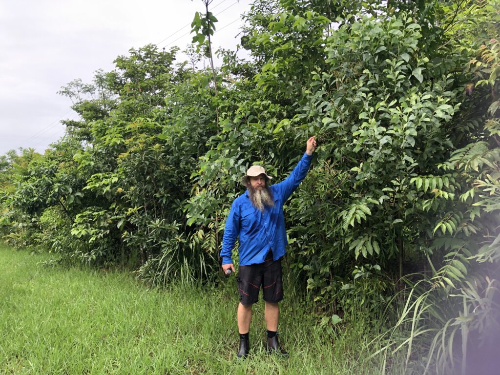 An 18-month-old Miyawaki forest planted by Brettacorp near Tully in Far North Queensland