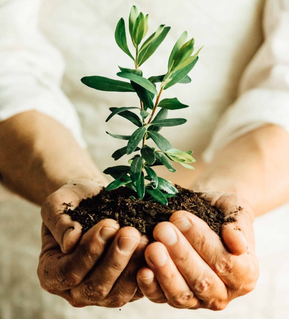 Hands holding a growing tree in soil