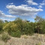 Australian native trees in planting rows