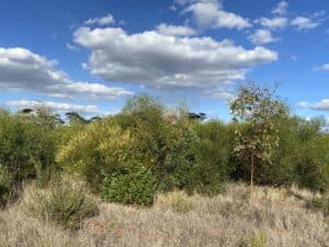 Australian native trees in planting rows