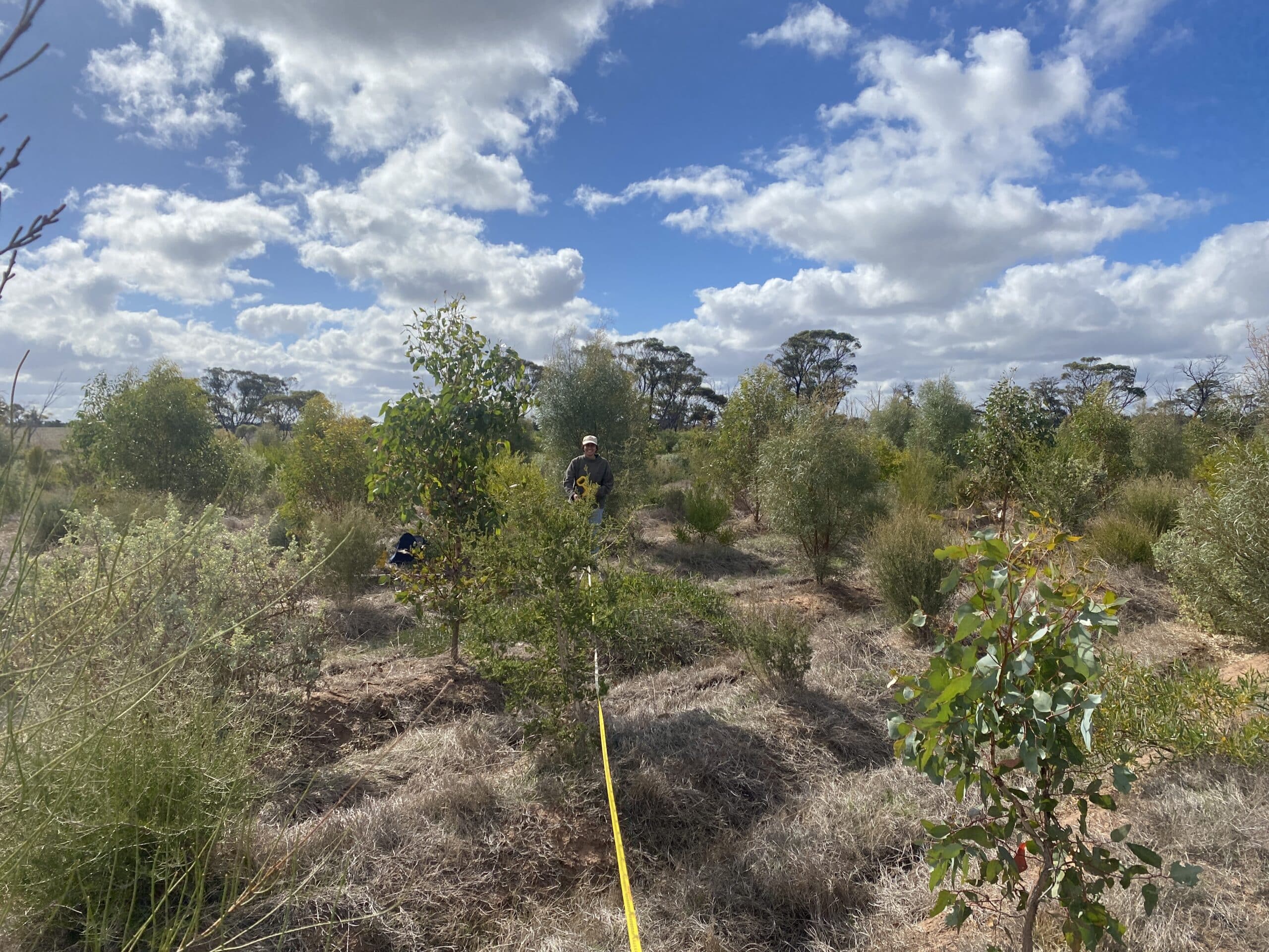 Woman holding tape measure among trees in planting rows