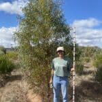 Woman standing next to a tree in planting row holding a measuring stick