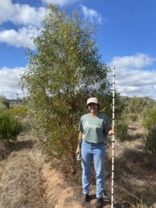 Woman standing next to a tree in planting row holding a measuring stick