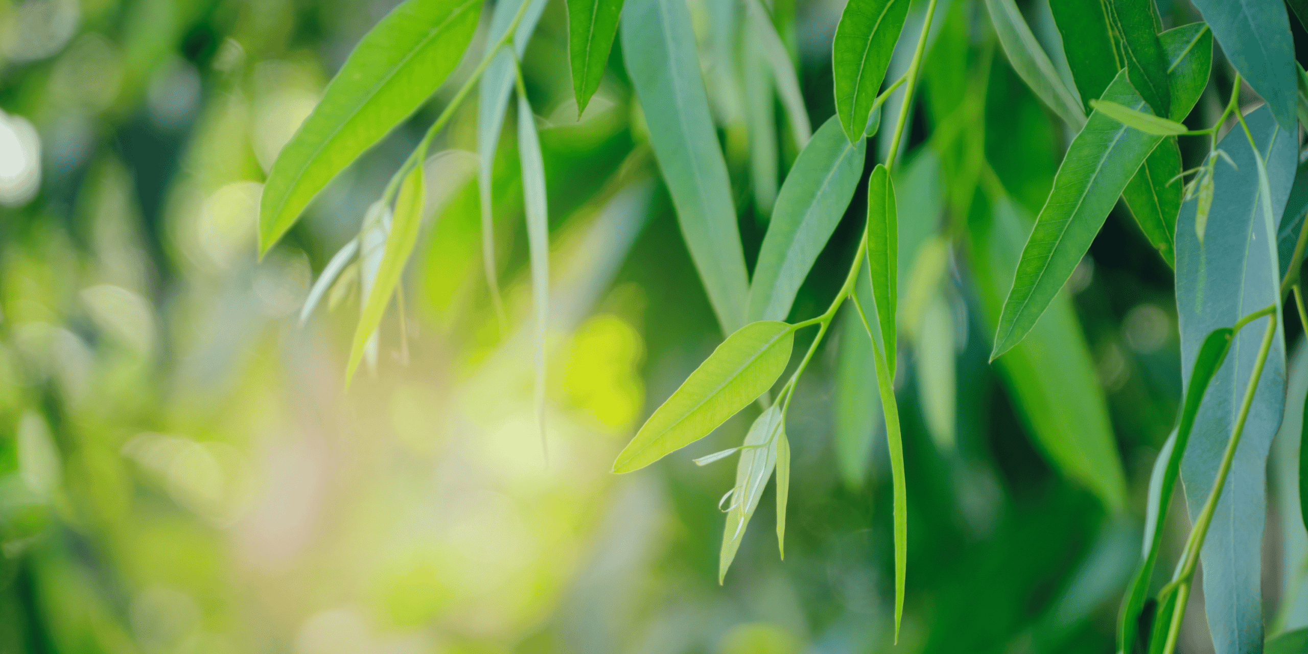 Close up of eucalyptus tree leaves at an Australian reforestation planting site to offset carbon emissions