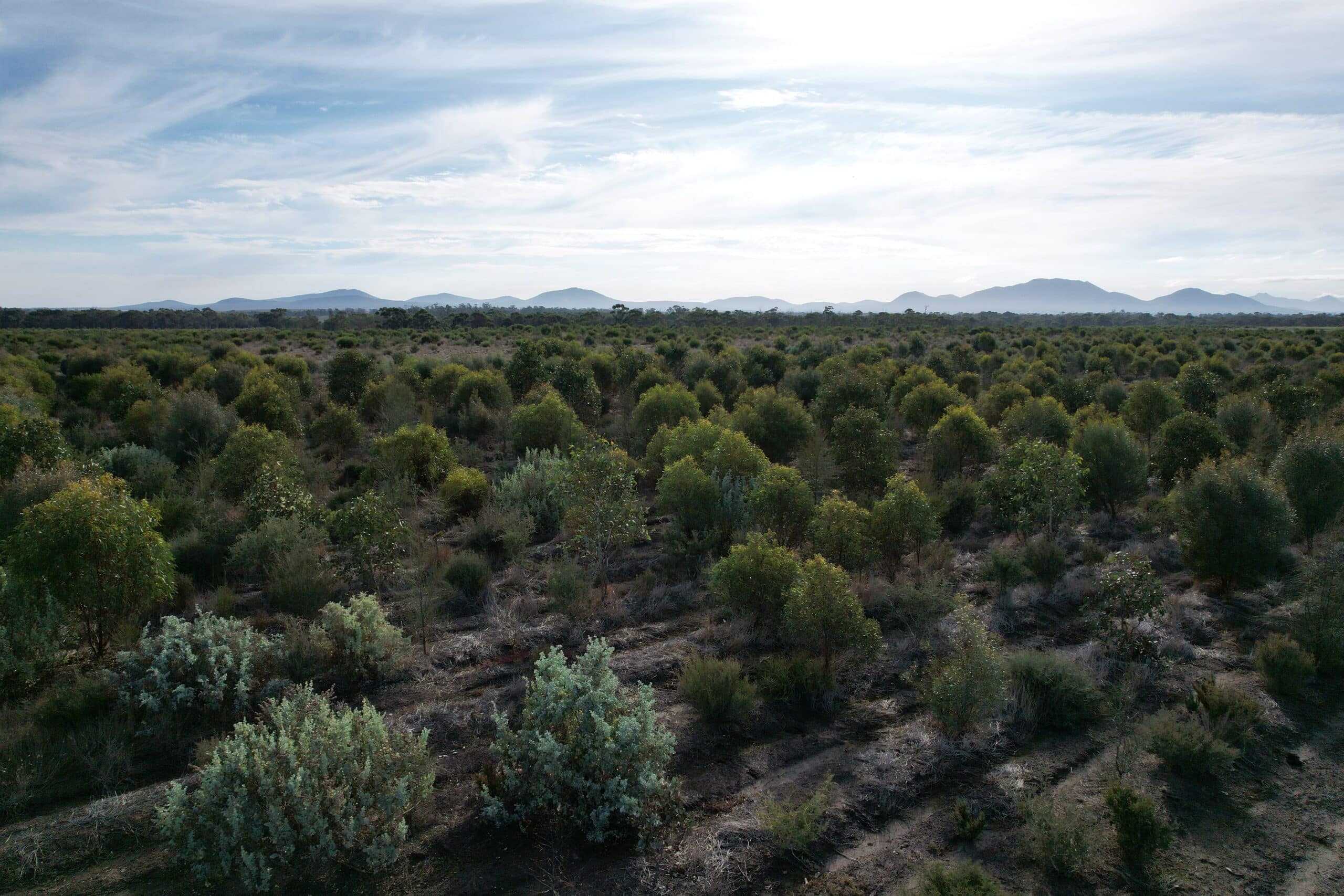 Low angled drone shot of trees in planting rows