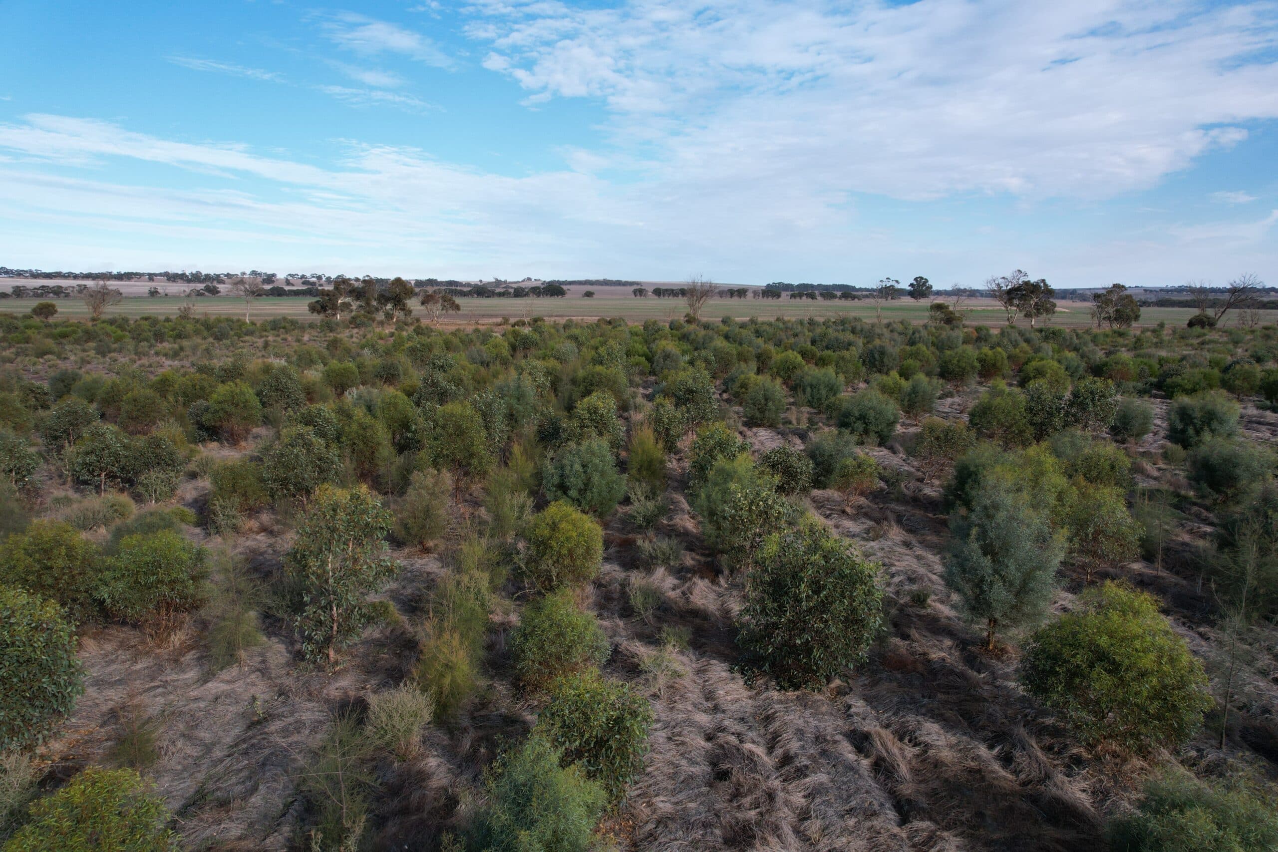 Low angled drone shot of trees in planting rows