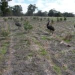 Drone shot of emus walking across planting rows.