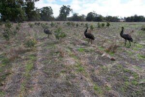 Drone shot of emus walking across planting rows.
