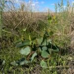 Healthy growing Eucalyptus seedling.