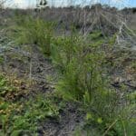 Planting row of Calothamnus and Melaleuca seedlings.