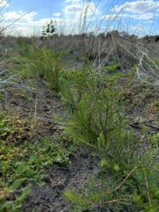 Planting row of Calothamnus and Melaleuca seedlings.