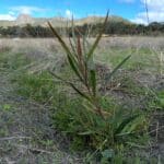 Healthy Acacia in planting row.