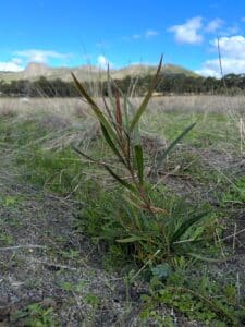 Healthy Acacia in planting row.