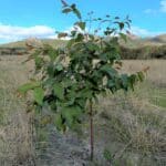 Tall juvenile Eucalyptus tree growing in a planting row