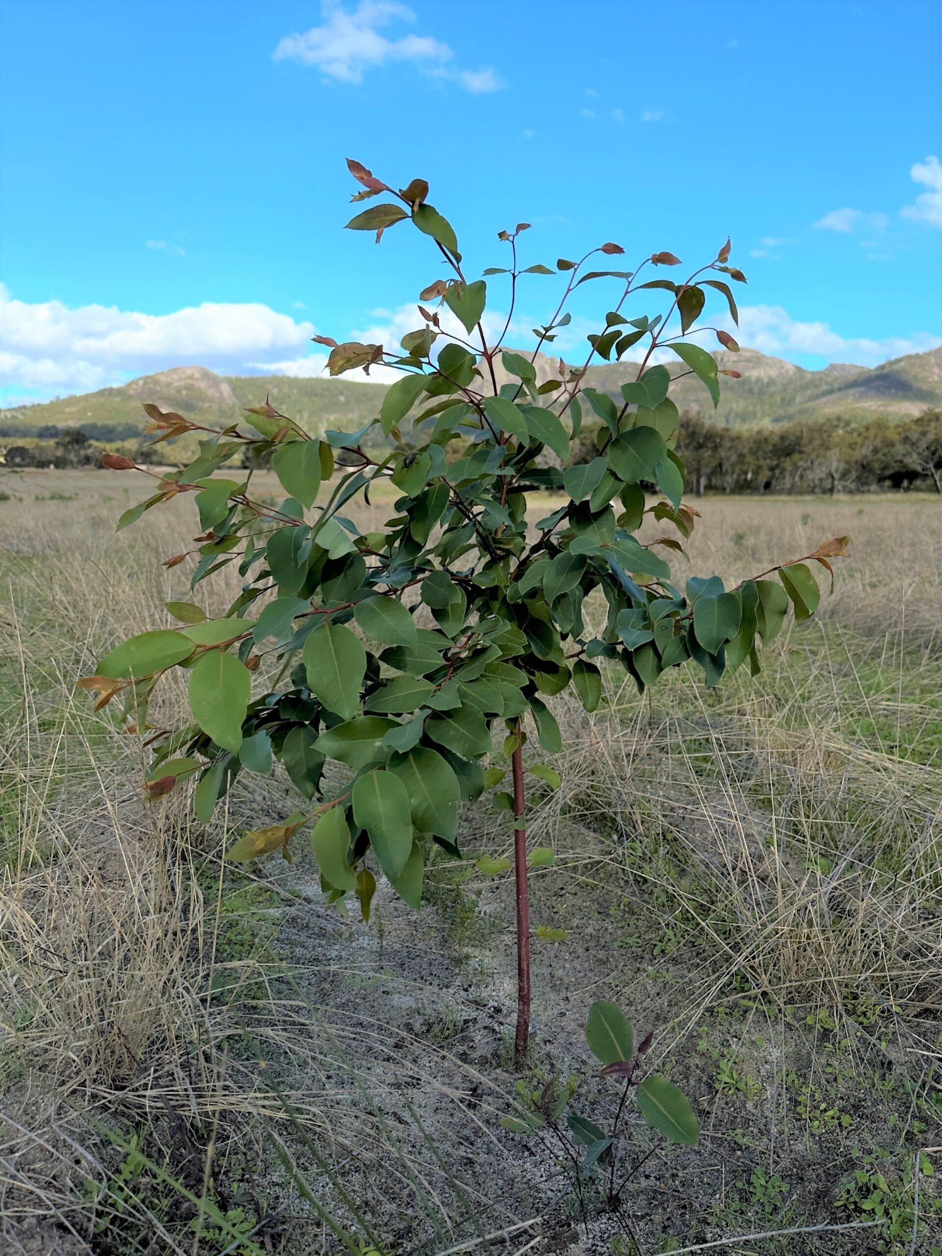 Tall juvenile Eucalyptus tree growing in a planting row