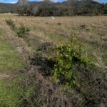 Marri seedlings growing in planting row