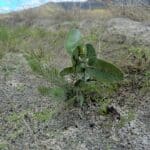 Eucalyptus and Calothamnus seedlings growing together.