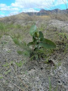 Eucalyptus and Calothamnus seedlings growing together.